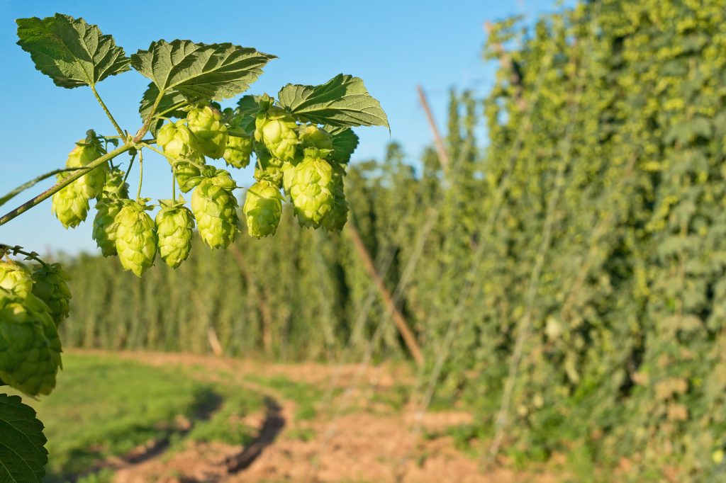 Unser Hopfen